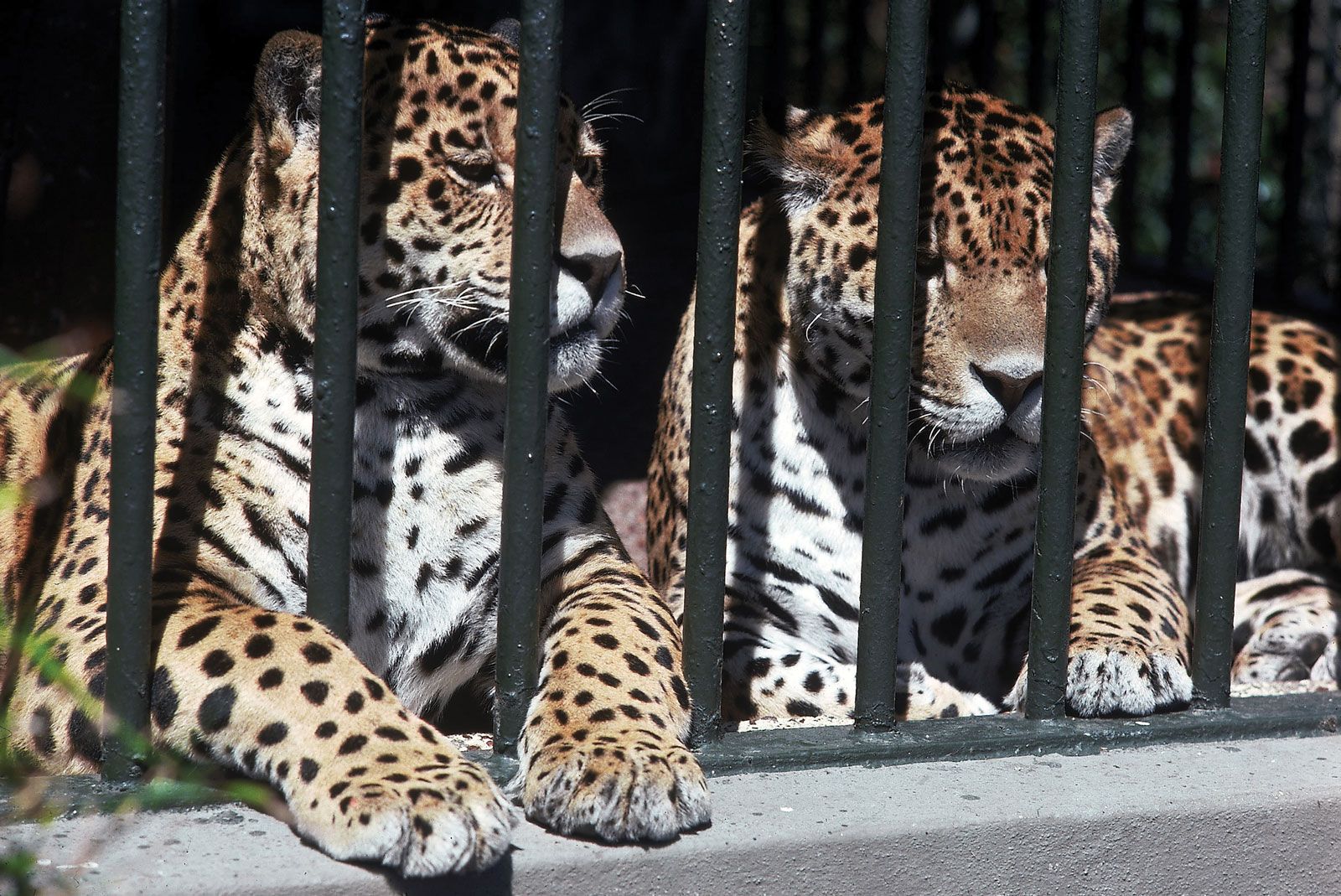 Peshawar Zoo Starts Classes To Educate Youth About Nature, Biodiversity